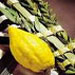 Order Your Lulav & Esrog 